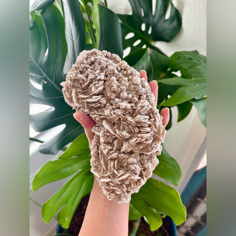 Desert Rose - Picture 2 of 5